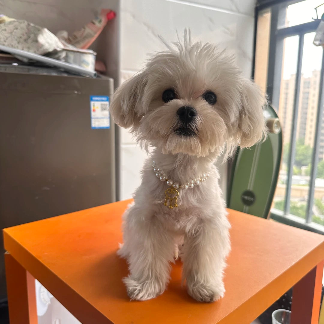 雲霓紀｜雲のほとりの珠玉・オリジナルペット猫犬ネックレス・上質で美しい